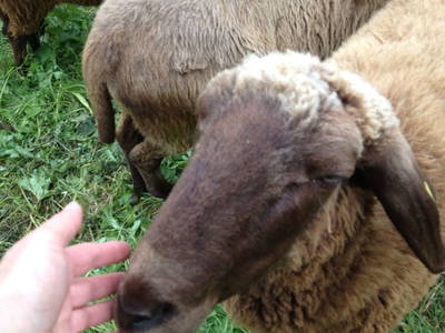 Bild 128 aus  Rimmlhof & Rimmlstube