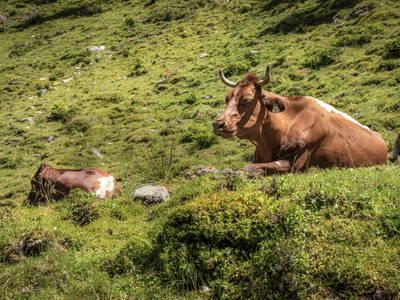 Bild 4 aus  Hintereggalm