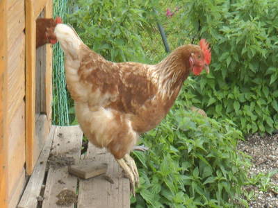 Bild 120 aus  Feriengut Unterhochstätt