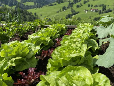 Bild 25 aus  Ederbauer