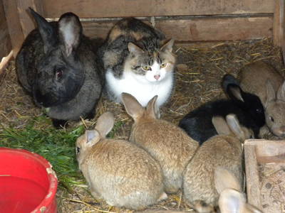 Bild 66 aus  Bio-Urlaubshof Dansbach