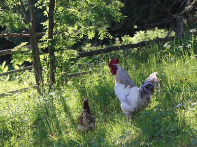 Bild 9 aus  Kesselgrubenhütte