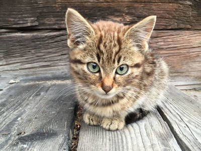 Bild 35 aus  Bruggerhof