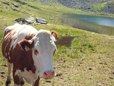 Bild 167 aus  Bio-Bauernhof Schweizerhof