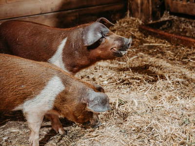 Bild 23 aus  Chalet Mittner Wirt