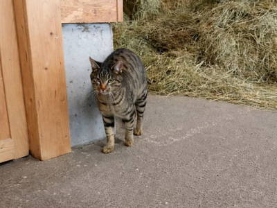 Bild 58 aus  Landhaus Eiter