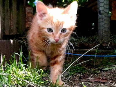 Bild 5 aus  Bergbauernhof Brandgut