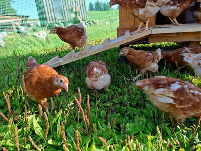 Bild 183 aus  Unterbiberghof