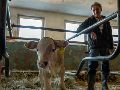 Bild 71 aus  Dichtlhof