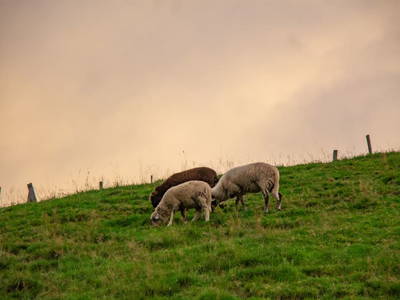 Bild 9 aus  Linsingerhof