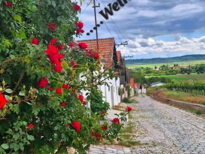 Bild 55 aus  Ferienhaus Weinviertel