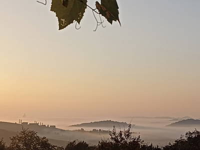 Bild 15 aus  Weingut Stoff