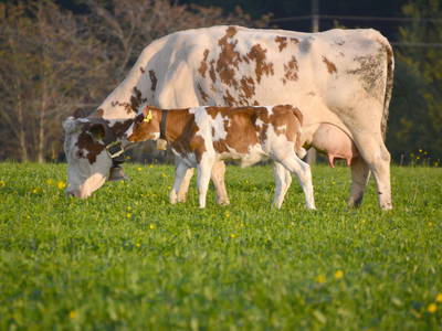 Bild 37 aus  Biohof Heidegger