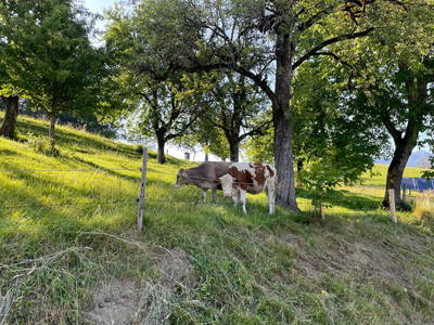 Bild 55 aus  Ferienhof Berger