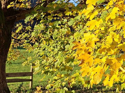 Bild 186 aus  Erlebnisgut Oberhabach
