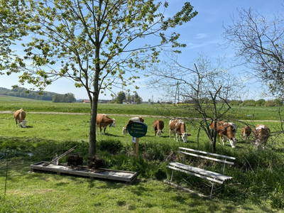 Bild 199 aus  Pimperlhof