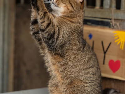 Bild 90 aus  Reiterhof Pfleger