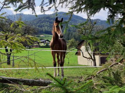 Bild 5 aus  Pferdehof Gugganig
