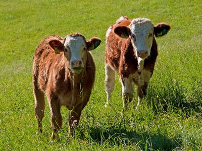 Bild 31 aus  Schmiedhofer