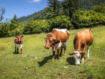 Bild 74 aus  Ferienhaus Oberpremgut