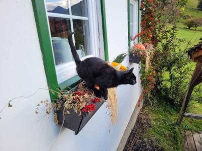 Bild 219 aus  Der Perweinhof