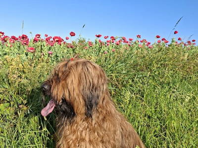 Bild 26 aus  Ferienhaus Plessberg