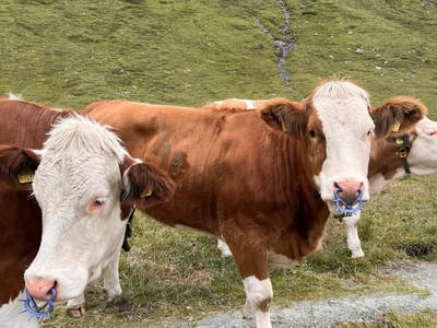 Bild 94 aus  Spöttlinghof