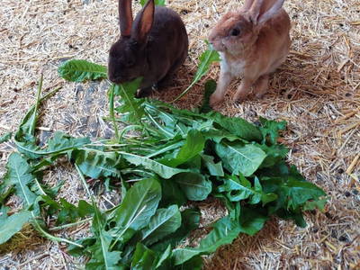 Bild 92 aus  Obersteffengut