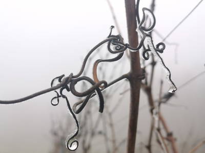 Bild 30 aus  Monschein Demeterweingut