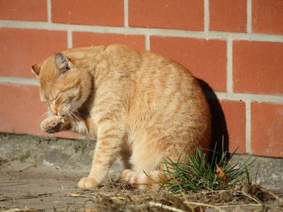 Bild 9 aus  Ferienhof Klaucke