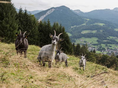 Bild 55 aus  Chalet Jochwand