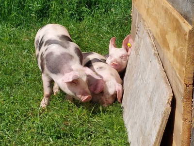 Bild 185 aus  Erbhof Hinterrain