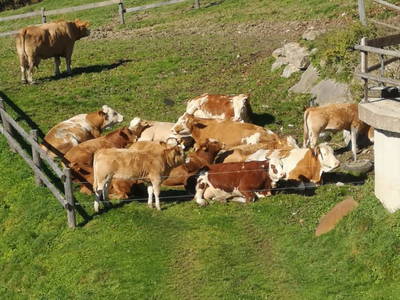 Bild 56 aus  Bruderhof