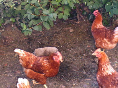 Bild 38 aus  Floachhof