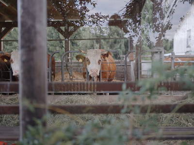 Bild 8 aus Bio-Bauernhof Haunschmid