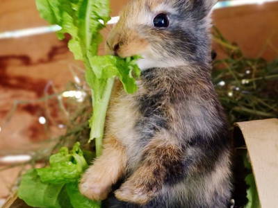 Bild 152 aus  Almhütte Brandgut