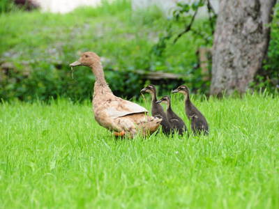 Bild 51 aus  Hartlhof Urlaub am Baby- und Kinderbauernhof