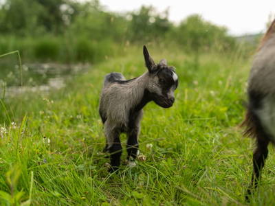 Bild 186 aus  Winzerhof Strablegg