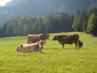 Bild 21 aus  Berghof Vöglerbrand