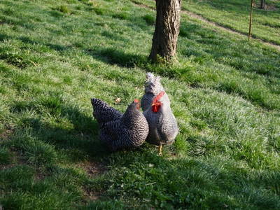 Bild 2 aus  Kochwagner