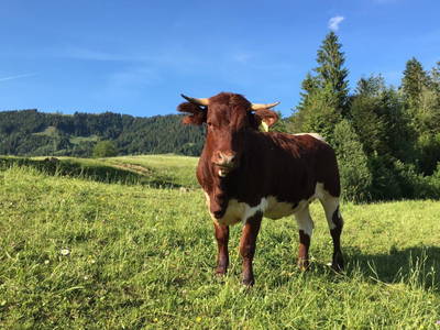 Bild 25 aus Dorner Hof