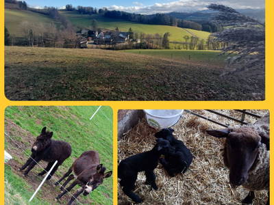 Bild 26 aus  Einkehrhof Poggau