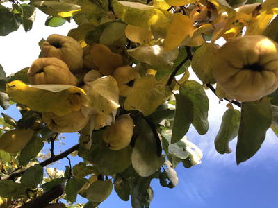 Bild 59 aus  Unplugged Almhütte "Waldbauer" in Alleinlage