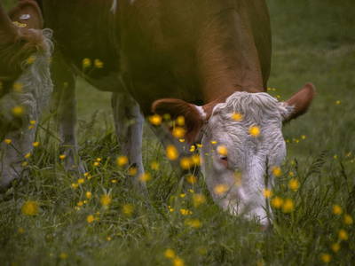 Bild 16 aus  Hofquartier Retzmoar