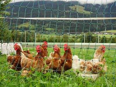 Bild 36 aus  Kracherbauer