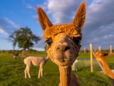 Bild 5 aus  Ferienwohnungen Wagner