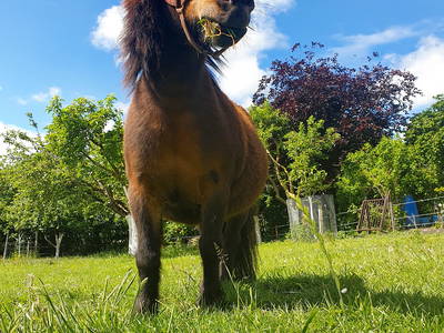 Bild 12 aus  Ferienhof   Witte Haubarg                -  2025 Beliebtester Ferienhof für Familienurlaub