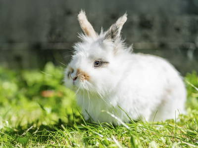 Bild 157 aus  Hagerhof