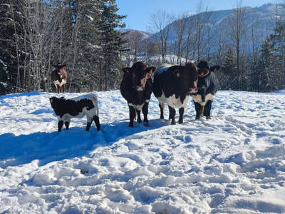 Bild 68 aus  Steinwandhof