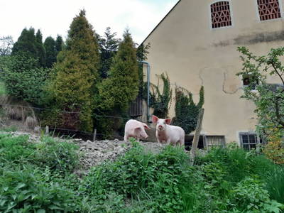 Bild 18 aus  Möschbauer